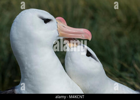 Falkland Inseln, West Point Island. Gebundenes Paar schwarz-tiefsten Albatross (Wild: Thalassarche melanophris) Stockfoto