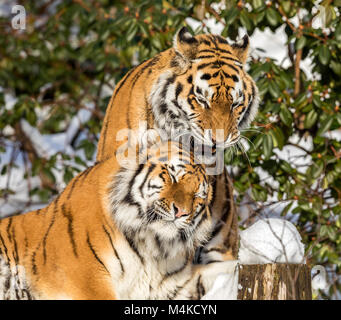 Zwei sibirische Tiger Panthera tigris altaica, männlich und weiblich knuddeln, draußen im Schnee. Stockfoto