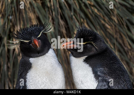 Falkland Inseln, West Point Island. Detail der Rockhopper penguin (Eudyptes chrysocome) Wild: Stockfoto