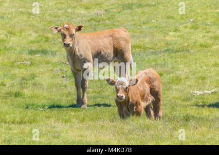 Zwei schöne braune Kälber auf der Weide. Sonnigen Tag des Sommers. Vieh züchten im Freien. Liebevolle Szene, von Baby Tiere. Bauernhof Hintergrund. Stockfoto
