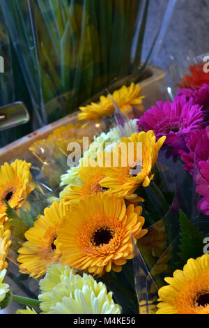 Farbenfrohe gerbera Daisies in Gelb, Creme und Lila, Blumen der Familie der Asteraceae Stockfoto