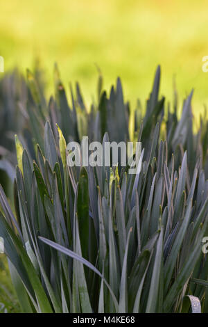 Ein Garten voll f spring flowers eine Narzissen in der bud im Frühling. Gelb und Grün frisches neues Wachstum für die saisonalen Zeit der Frühling Blumen. Stockfoto