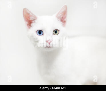 Eine weiße inländischen Kurzhaar Kätzchen mit Heterochromia, ein blaues Auge und ein gelbes Auge Stockfoto