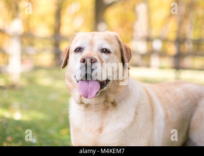 Porträt einer gelben Labrador Retriever Mischling Hund im Freien Stockfoto