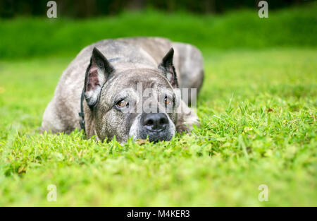 Ein Cane Corso Hund im Gras liegend Stockfoto