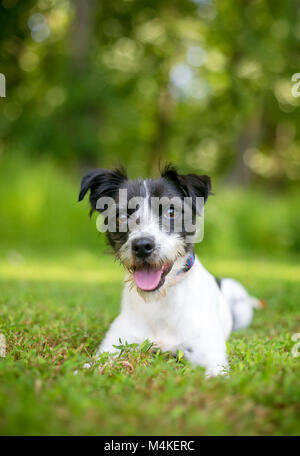 Ein niedliches Schwarz und Weiß gemischt Rasse Hund im Gras liegend Stockfoto