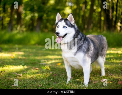 Ein Alaskan Husky Hund im Freien Stockfoto