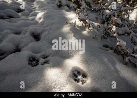 Coyote Spur im frischen Schnee.. Coyote Spur im frischen Schnee. Stockfoto