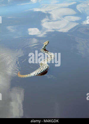 Östlichen Diamondback Rattlesnake gesehen Schwimmen im Schlamm See. Östlichen Diamondback Rattlesnake. Stockfoto