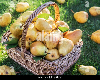 Reife Birnen im Warenkorb auf das grüne Gras. Stockfoto