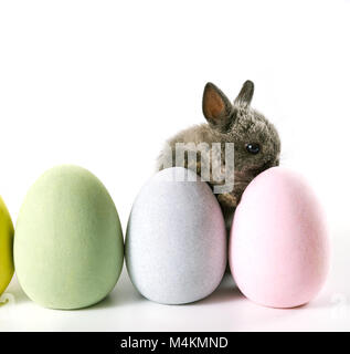 Cute Baby Kaninchen sitzt hinter grossen Ostern Eier. Auf weiß Isoliert Stockfoto