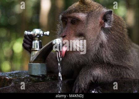 Clevere Monkey ist Trinkwasser im Teich, in Ubud, Indonesien Stockfoto