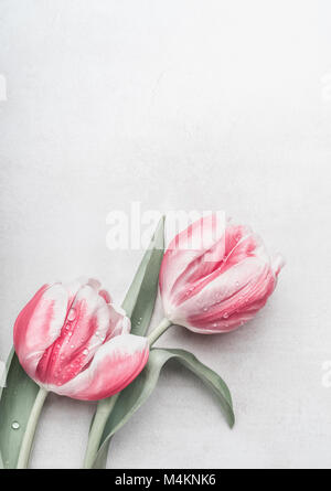 Rosa Tulpen auf grauen Schreibtisch Hintergrund, Ansicht von oben. Layout für Frühling Grußkarte Stockfoto