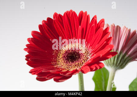 Die Gerbera (Gerbera hybrida) Stockfoto