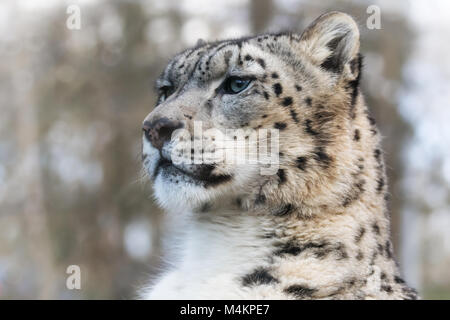 Aufmerksam und wachsam nach Snow Leopard im Sonnenlicht portrait. Stockfoto