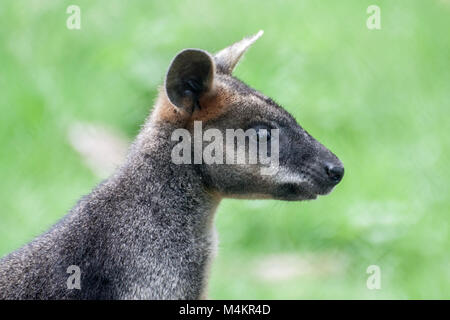 Cute Joey im Gras Feld an Edniburgh Zoo Stockfoto