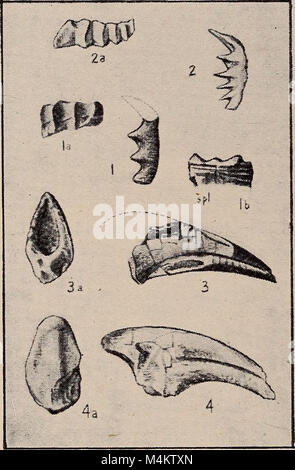 Australasian Fossilien, einem Studenten' Handbuch der Paläontologie (1914) (19729203393) Stockfoto