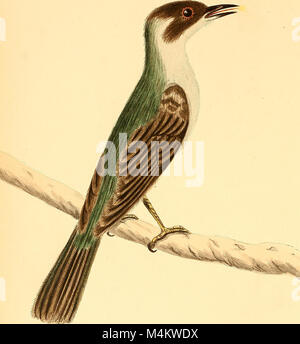 Austral Vogelgrippe aufnehmen können; eine wissenschaftliche Zeitschrift widmet sich vor allem dem Studium der Australischen Vogelwelt (1915) (19728622783) Stockfoto