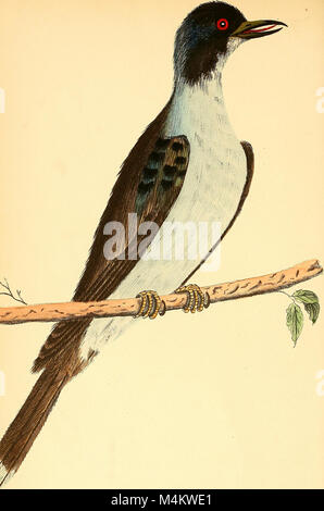 The Austral Avian Record (1915) ist eine wissenschaftliche Zeitschrift, die sich mit der Erforschung australischer Vogelarten befasst und deren Verhalten, Ökologie und Klassifizierung dokumentiert. Stockfoto
