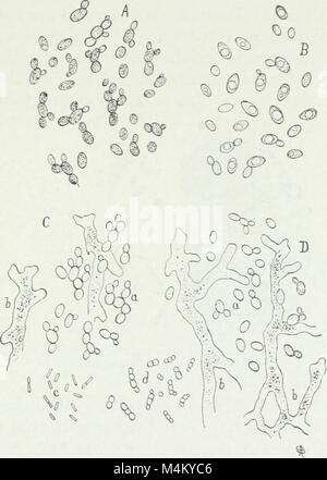 Bakteriologische Verfahren in der Nahrung und Droge Labors, eine Einführung in die mikro-analytischen Methoden (1915) (20164786100) Stockfoto