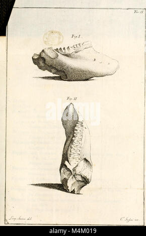 Imperiale Annali del Museo di Fisica e Storia Naturale di Firenze (1808) (18224867399) Stockfoto