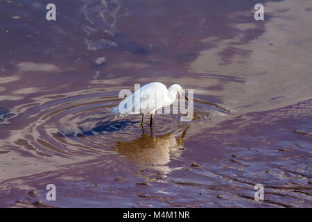 Silberreiher mit Schlammigen bill Fütterung in den seichten Gewässern der Gezeiten der Exe Estuary, Devon. Februar 2018. Stockfoto