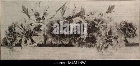 Barnard's Samen, Blumenzwiebeln, Stauden 1918 (1918) (19733180663) Stockfoto