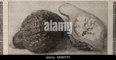 Barnard's Samen, Blumenzwiebeln, Stauden 1918 (1918) (20166024268) Stockfoto