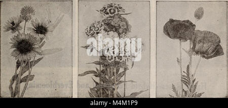 Barnard's Samen, Blumenzwiebeln, Stauden 1918 (1918) (20166191378) Stockfoto