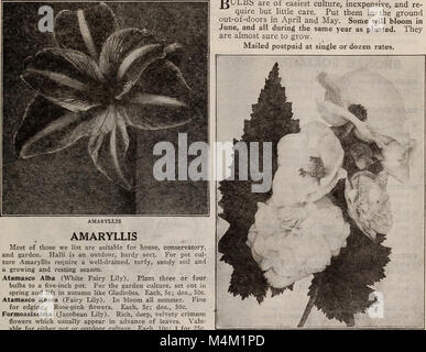 Barnard's Samen, Blumenzwiebeln, Stauden 1918 (1918) (20167511789) Stockfoto