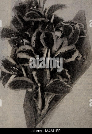 „Barnard's Seeds, Bulbs, Strauchs“ (1918) ist ein Katalog, der verschiedene Samen-, Zwiebeln- und Strauchsorten für Gärtner enthält. Es umfasst Beschreibungen, Pflegeanweisungen und Pflanzratschläge für verschiedene Pflanzen, die für den Haus- und Gartenanbau geeignet sind. Stockfoto