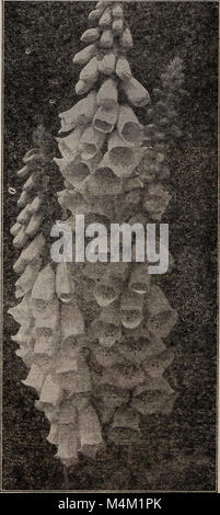 Barnard's Samen, Blumenzwiebeln, Stauden 1918 (1918) (20360206281) Stockfoto