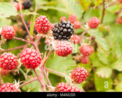 Wachsende rote und Brombeeren auf einem Strauch Stockfoto