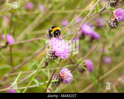 Eine einzelne Biene detailliert auf einer Rosa thistle Stockfoto