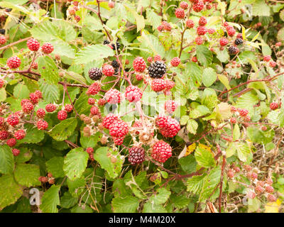 Wachsende rote und Brombeeren auf einem Strauch Stockfoto