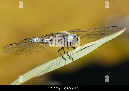 Knappe Chaser Stockfoto
