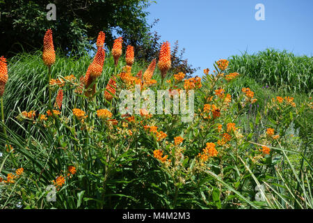 Kniphofia, Taschenlampe Lily, Asclepias tuberosa, Schmetterling milkweed Stockfoto