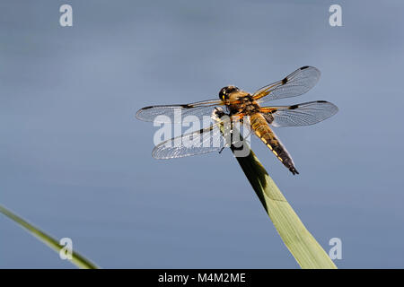 Vier-spotted chaser Stockfoto