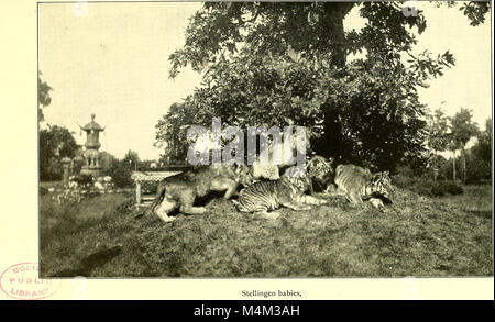 Tiere und Menschen, Carl Hagenbecks Erfahrungen für ein halbes Jahrhundert unter den wilden Tieren; (1912) (20170691730) Stockfoto