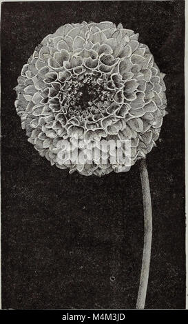 Diese Arbeit von 1890 konzentriert sich auf den Anbau und die Schönheit von Hybridblumen wie Gladiolen, Lilien und amaryllis und bietet Einblicke in die Pflege und den Anbau dieser Frühlingszwiebeln. Stockfoto