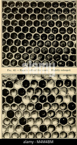 Imkerei, eine Diskussion über das Leben der Honigbiene und der Produktion von Honig (1915) (20173350318) Stockfoto
