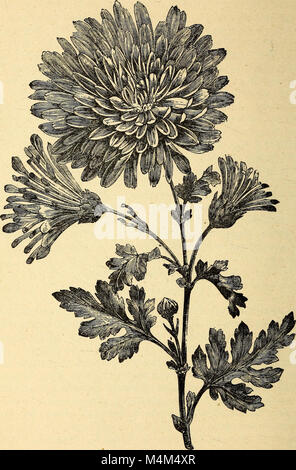Die Annals of Horticulture in North America 1889 dokumentiert die wichtigsten Entwicklungen, Innovationen und Errungenschaften im Gartenbau und reflektiert die Fortschritte in der Landwirtschaft, im Pflanzenanbau und in den Gartenbautechniken in Nordamerika während des Jahres. Stockfoto