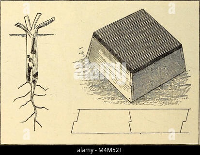 Annalen der Gartenbau in Nordamerika für das Jahr - ein Zeuge der Ereignisse und eine Aufzeichnung der Fortschritte (1891) (14783638042) Stockfoto