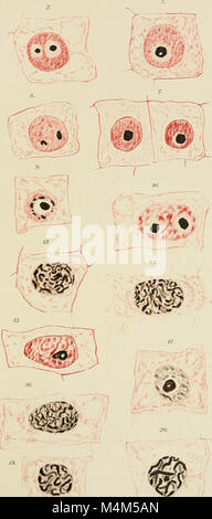 Beitrge zur Biologie der Pflanzen (1870-2006) (20336699076) Stockfoto