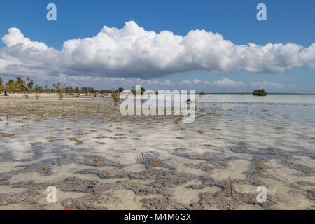 Mangrove Feuchtgebiete im Küstenbereich Mosambik Stockfoto