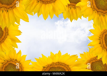 Rahmen aus großen Sonnenblumen Blumen am Himmel Hintergrund. Freier Platz für Text. Stockfoto