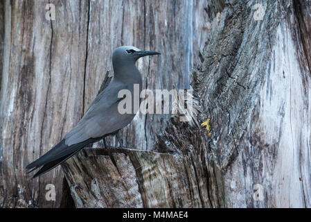 Weniger Noddy (Anous Tenuirostris), Bird Island, Seychellen Stockfoto