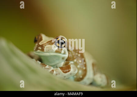 Amazon Milch Frosch auf Blatt Stockfoto