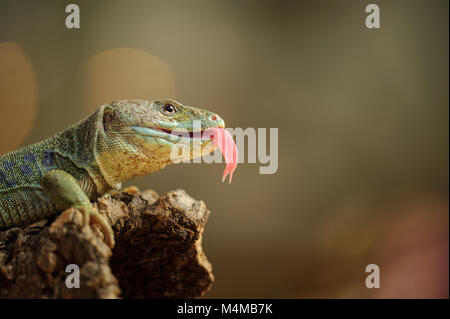 Lembeh Eidechse mit Zunge Stockfoto