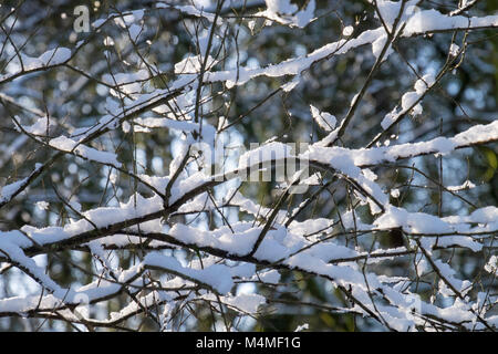 Schnee auf den Zweigen Stockfoto